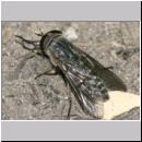 Tabanus bromius - Bremse 01a 13mm.jpg